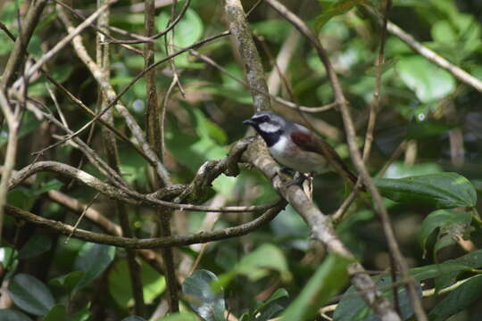 Image of Red-tailed Vangas