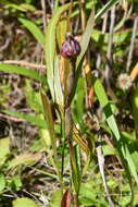 Image of Hypochaeris ciliata (Thunb.) Makino