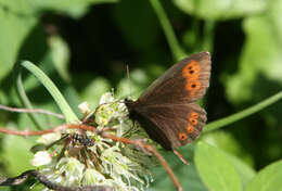 Image de Erebia jeniseiensis Trybom 1877