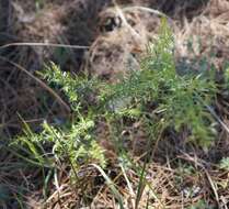 Image of Asparagus verticillatus L.