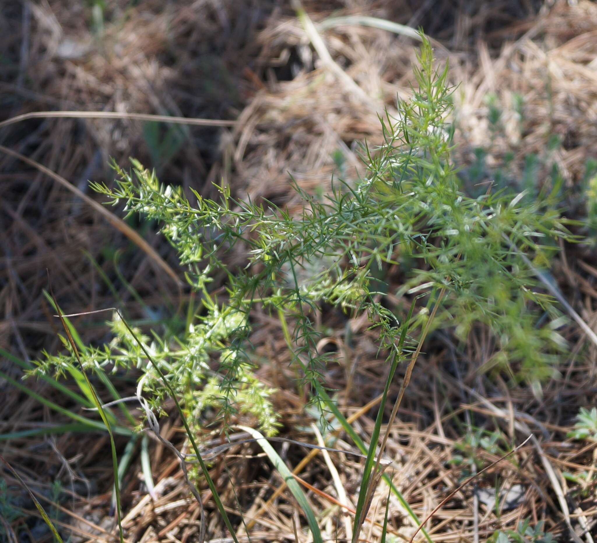 Image of Asparagus verticillatus L.