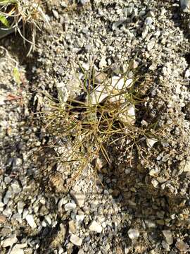 Anisotome filifolia (Hook. fil.) Cockayne & Laing resmi