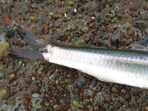 Image of Anchovy