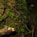 Image of Ornatomorpha laciniatum Conle, Hennemann & Gutiérrez 2011