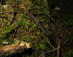 Image of Ornatomorpha laciniatum Conle, Hennemann & Gutiérrez 2011