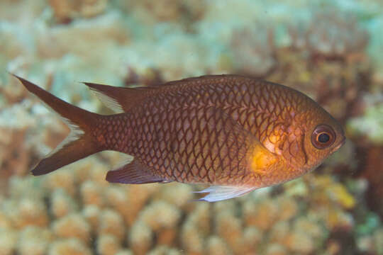 Chromis xanthochira (Bleeker 1851)的圖片