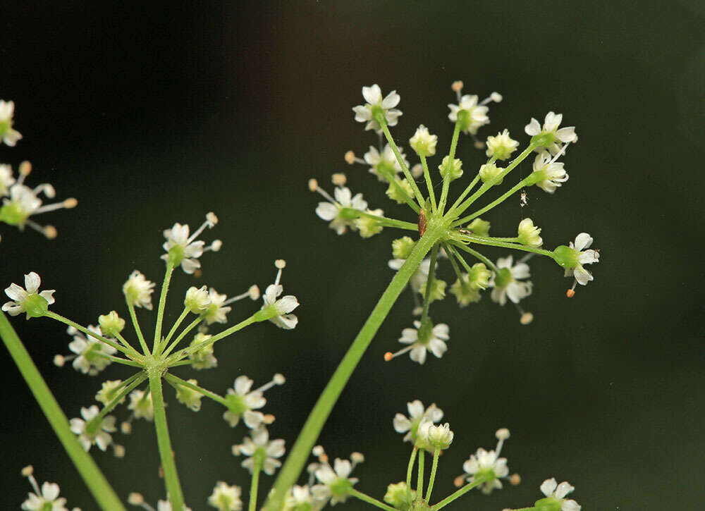 Imagem de Spuriopimpinella calycina (Maxim.) Kitag.