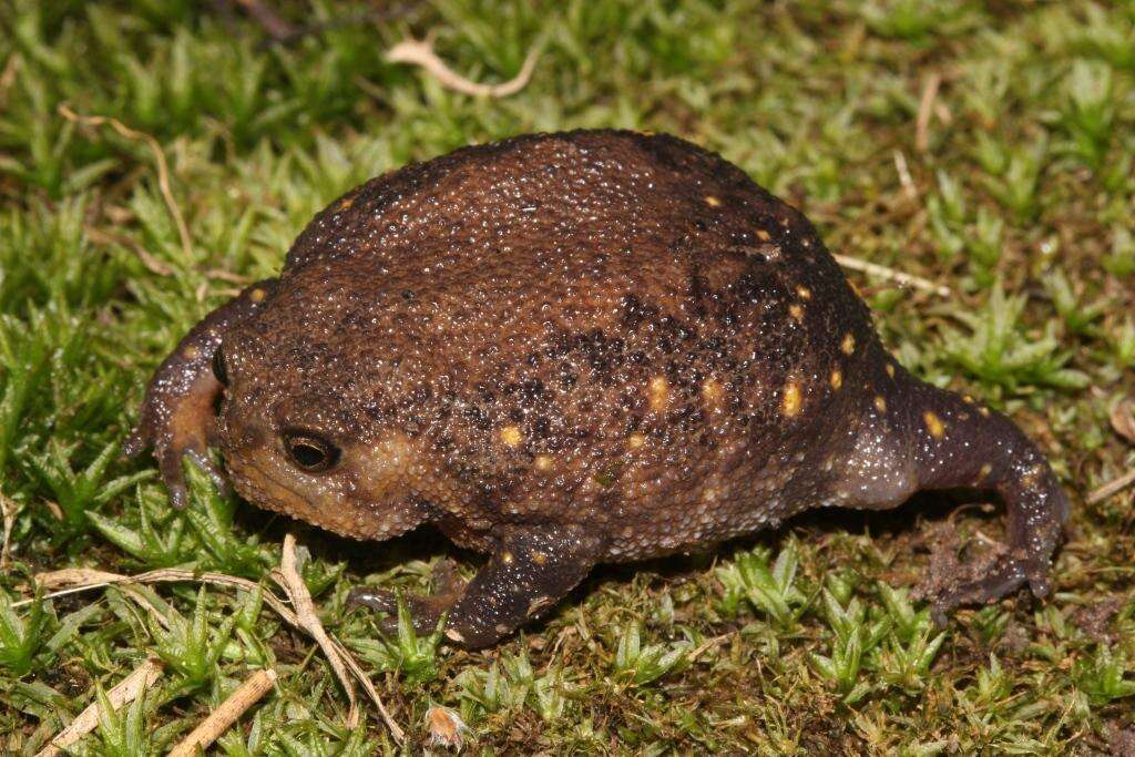 Image of Plaintive Rain Frog