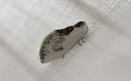 Image of Cilix