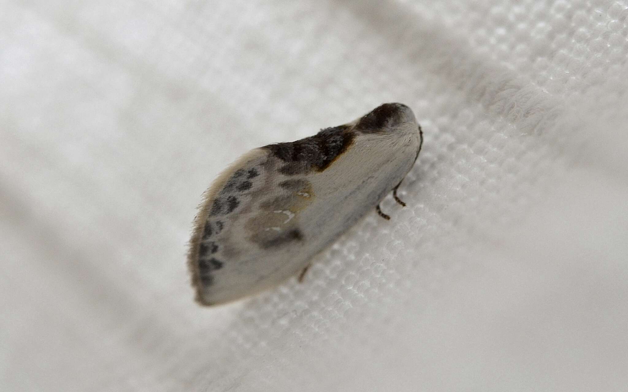 Image of Cilix