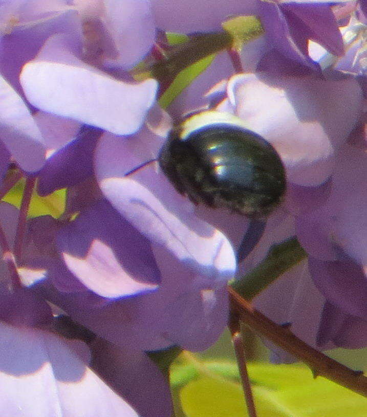 صورة Xylocopa caffra (Linnaeus 1767)