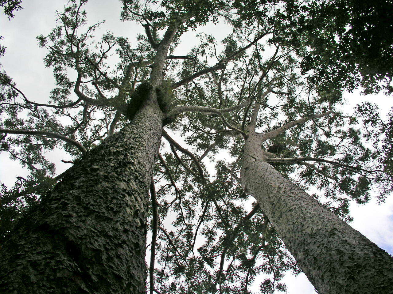 Image of Atherton Kauri Pine