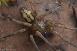 Image of Callobius pictus (Simon 1884)