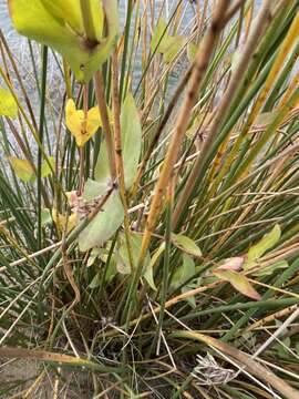 Imagem de Flaveria chlorifolia A. Gray