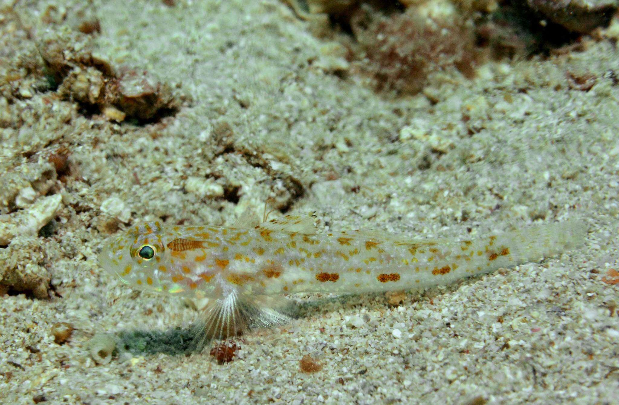 Image of Large-scaled goby