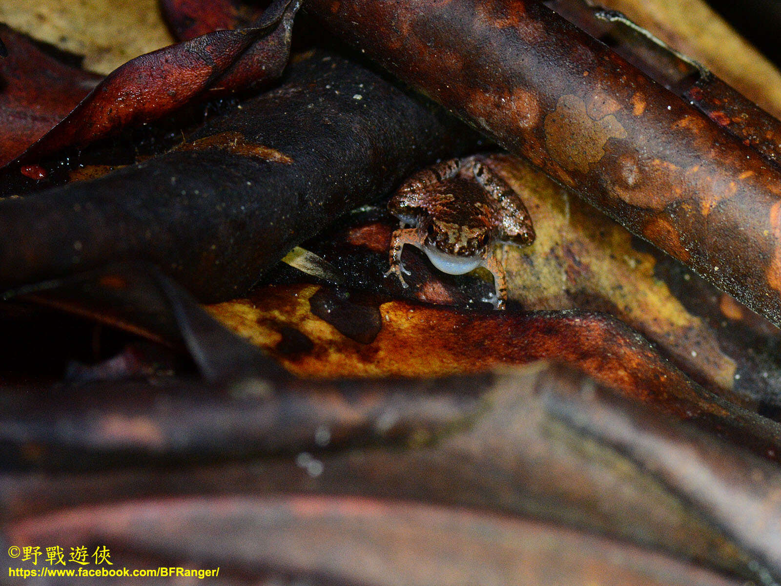 Image of Bornean Chorus Frog