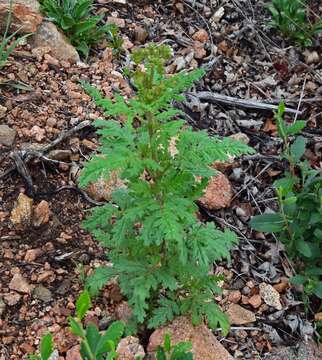 Phacelia denticulata Osterh. resmi