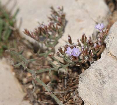 Imagem de Limonium cancellatum (Bertol.) O. Kuntze