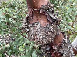 Image of woollyleaf manzanita