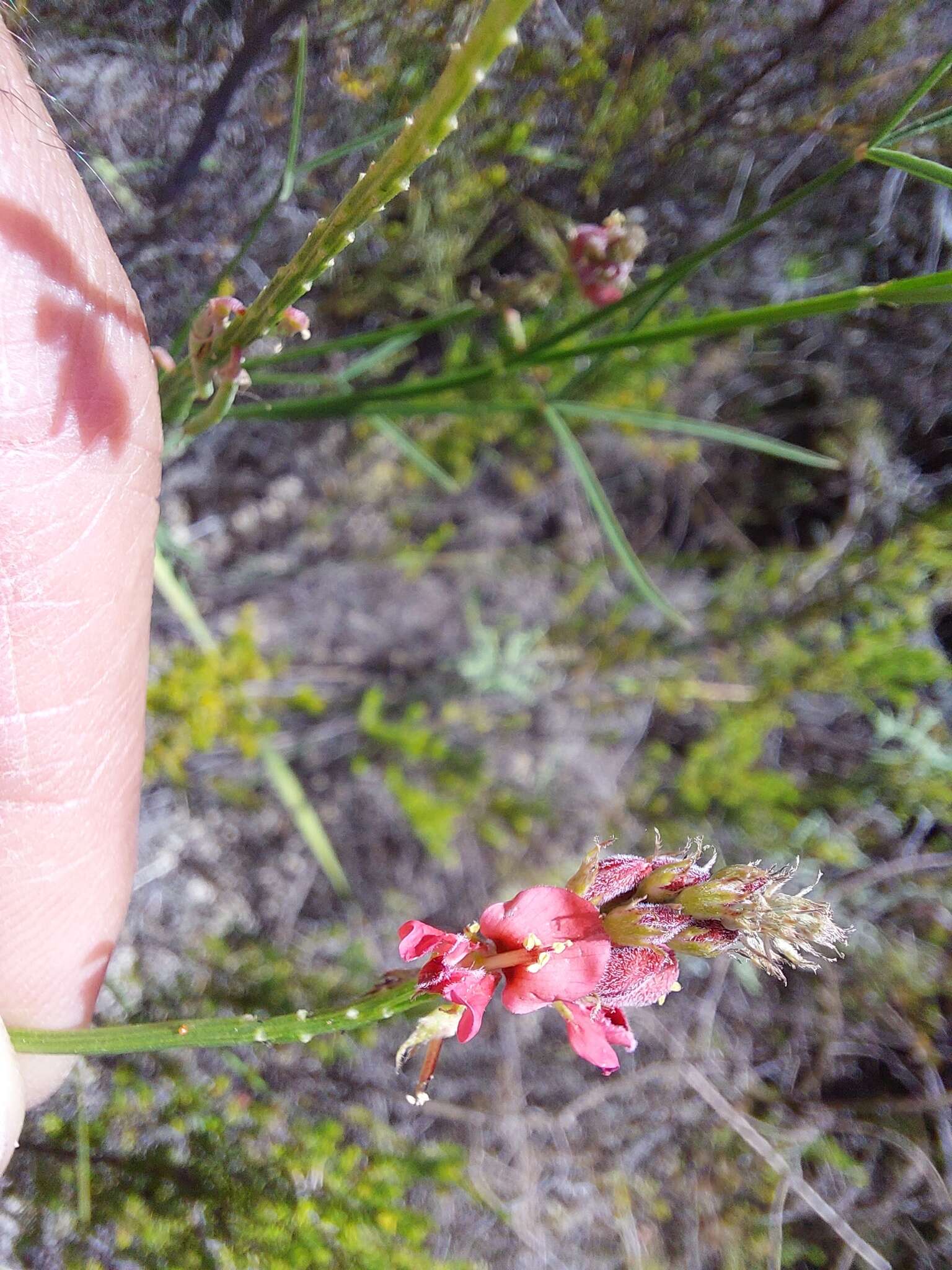 Plancia ëd Indigofera triquetra E. Mey.