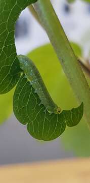 Image of Pristiphora rufipes Serville 1823