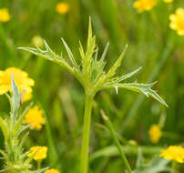 Imagem de Eryngium vaseyi Coult. & N. E. Rose