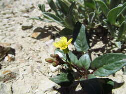 Imagem de Chylismia scapoidea subsp. scapoidea