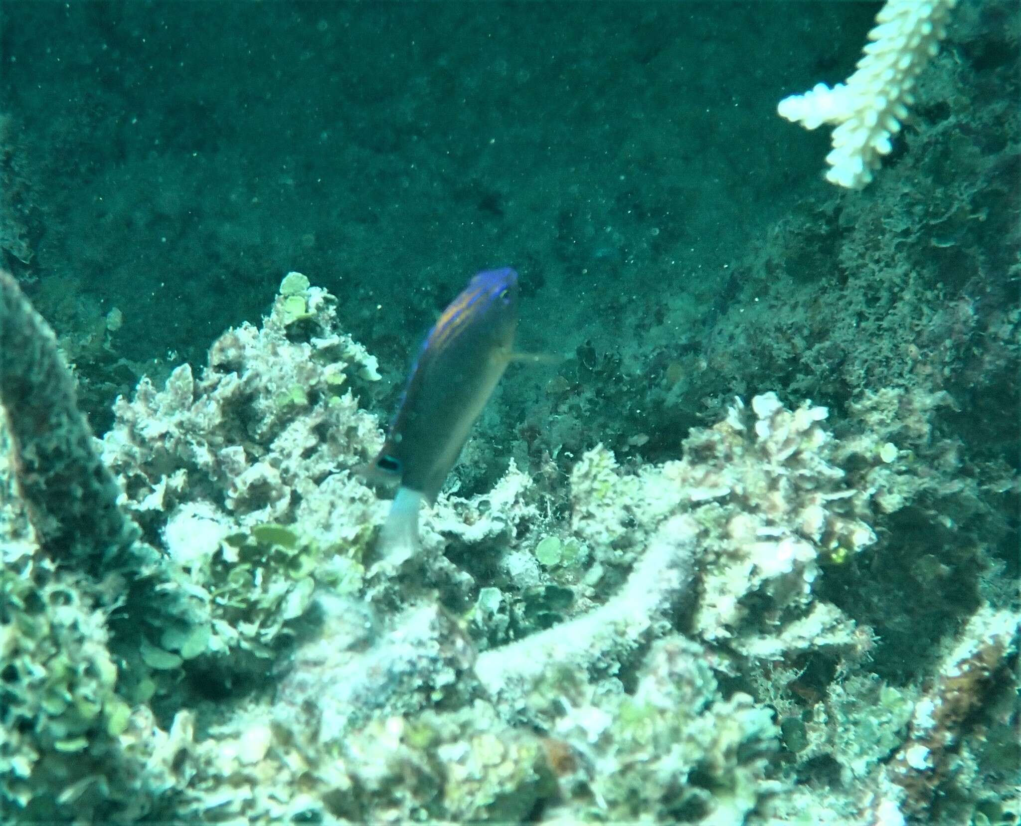 Image of Speckled damsel