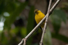 Image of Citrine Canary-Flycatcher