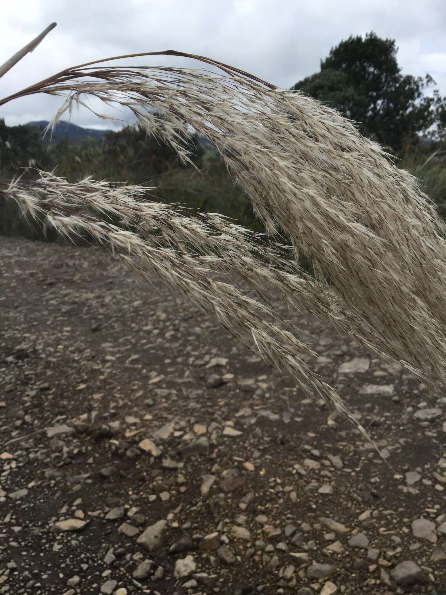 Cortaderia nitida (Kunth) Pilg.的圖片