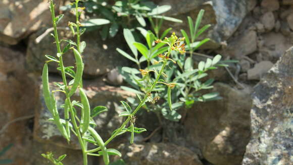 Image de Cleome rupicola Vicary