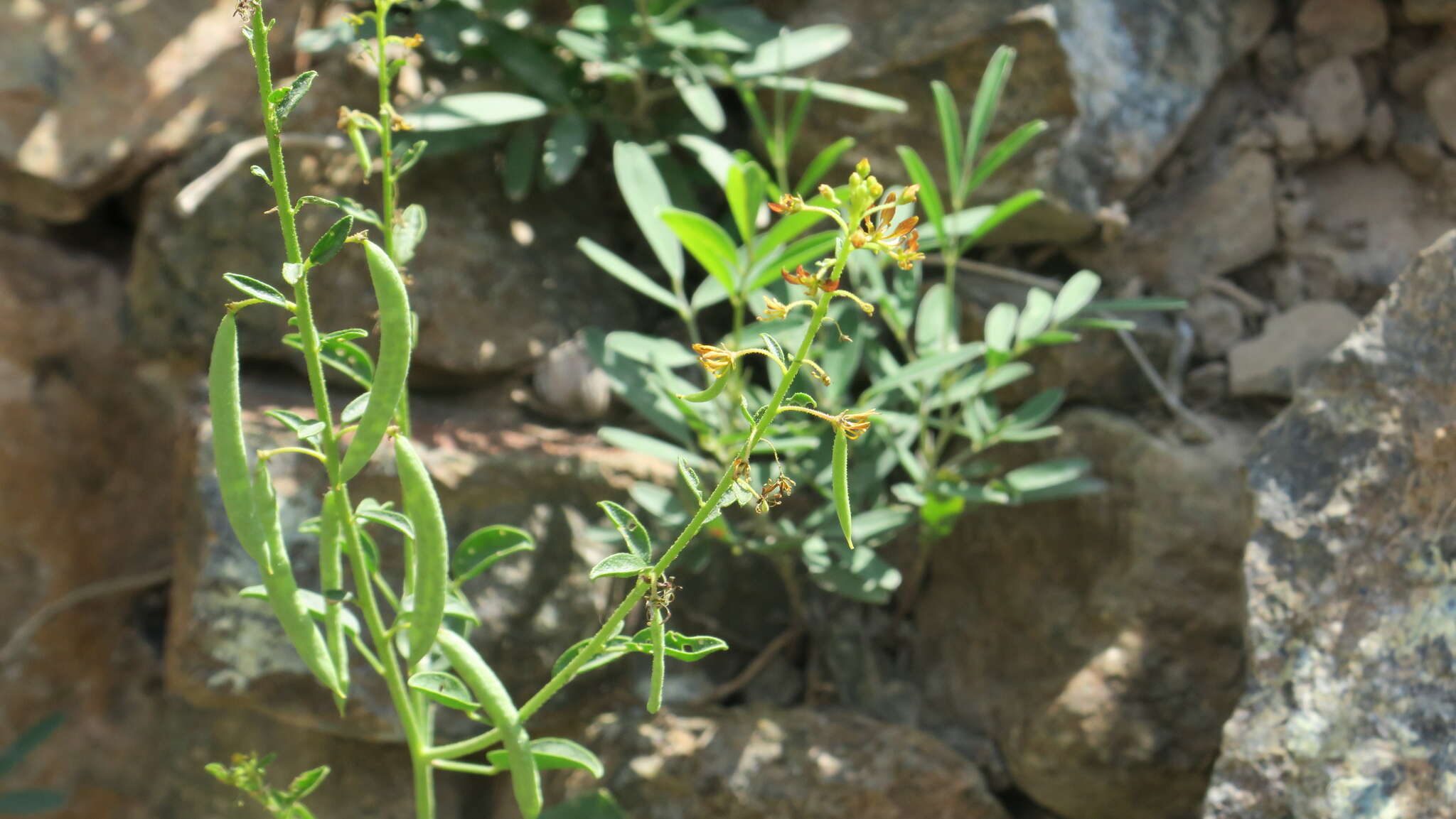 Image of Cleome rupicola Vicary