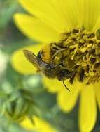 Image of Sunflower Andrena