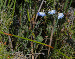 Image of Claw Leschenaultia