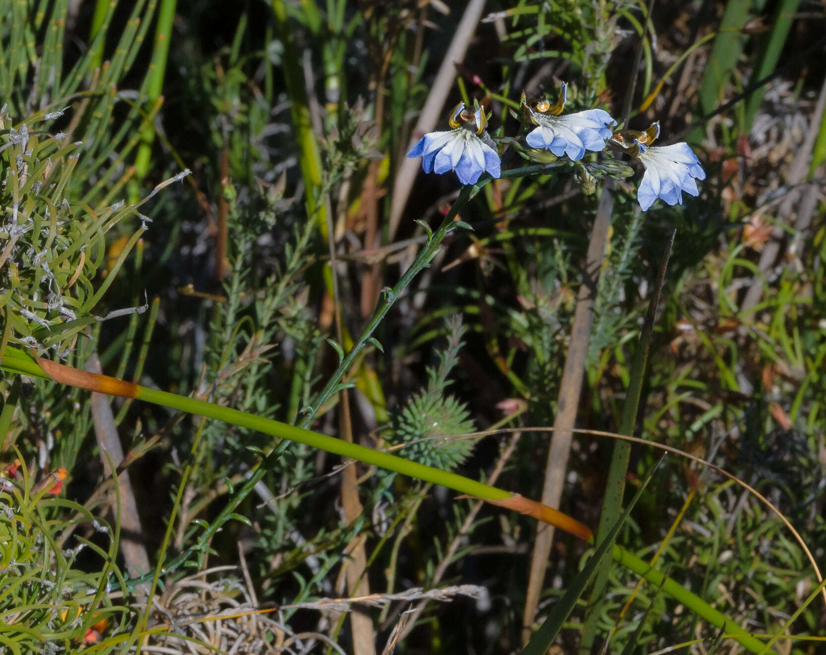 Image of Claw Leschenaultia