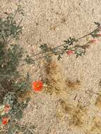 Image of Rusby's globemallow