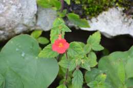 Image of Achimenes erecta (Lam.) H. P. Fuchs