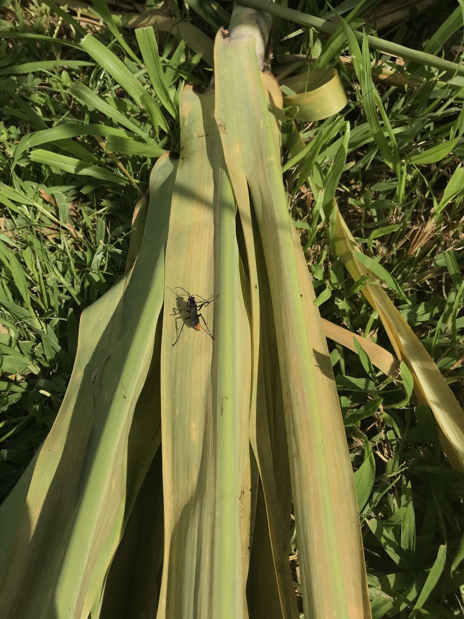 Image of Spider wasp