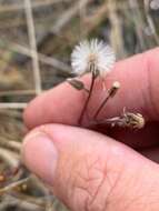 Image of Blumea saxatilis Zoll. & Mor.