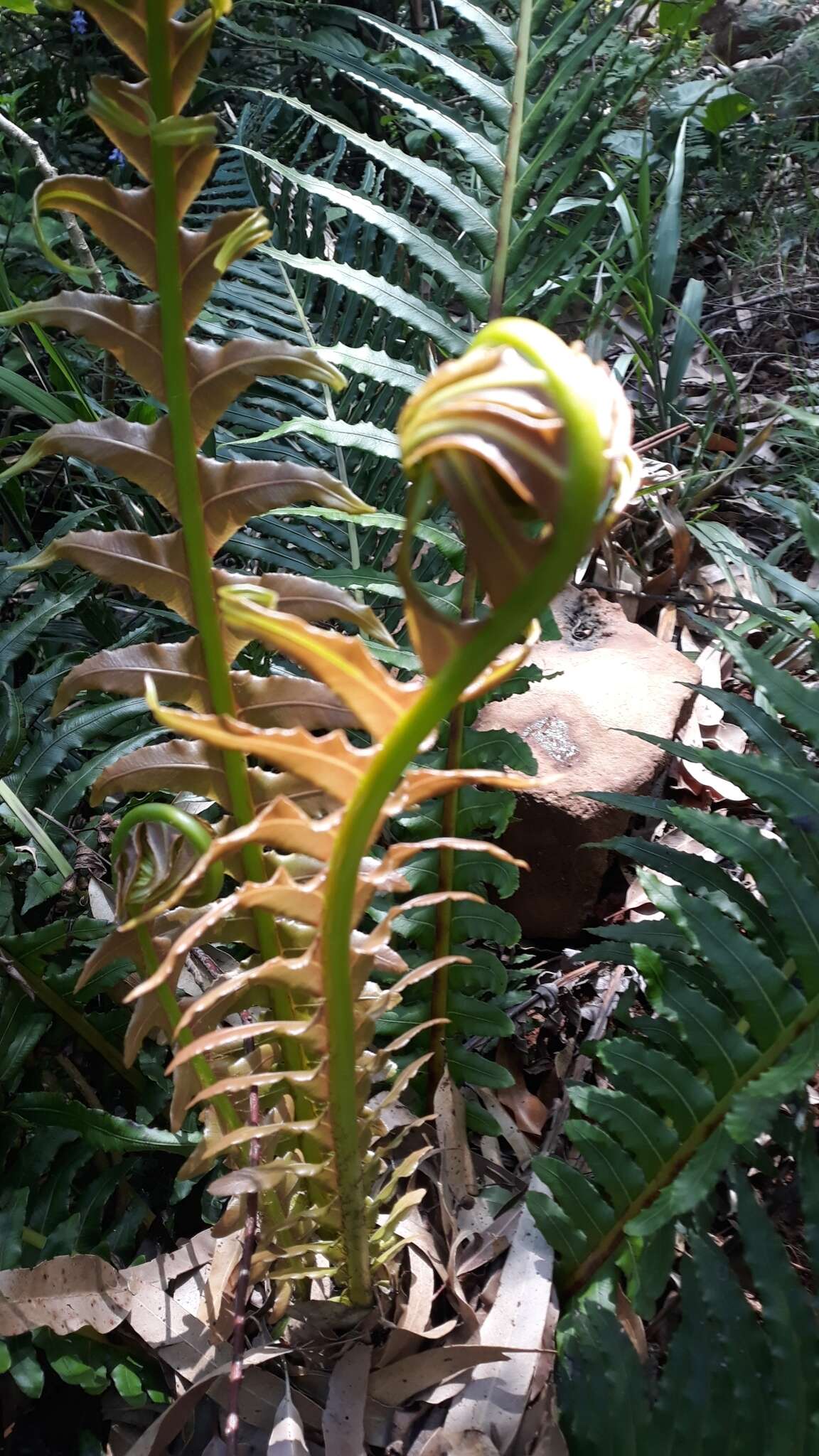 Plancia ëd Blechnum brasiliense Desv.