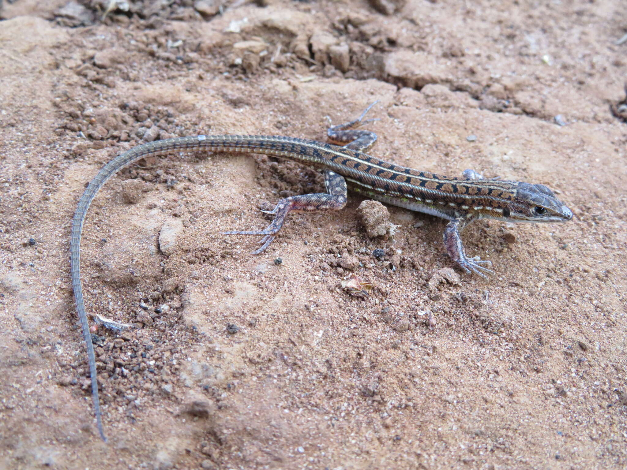 Image of Heliobolus spekii (Günther 1872)