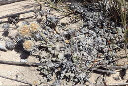 Image de Helichrysum rotundifolium (Thunb.) Less.