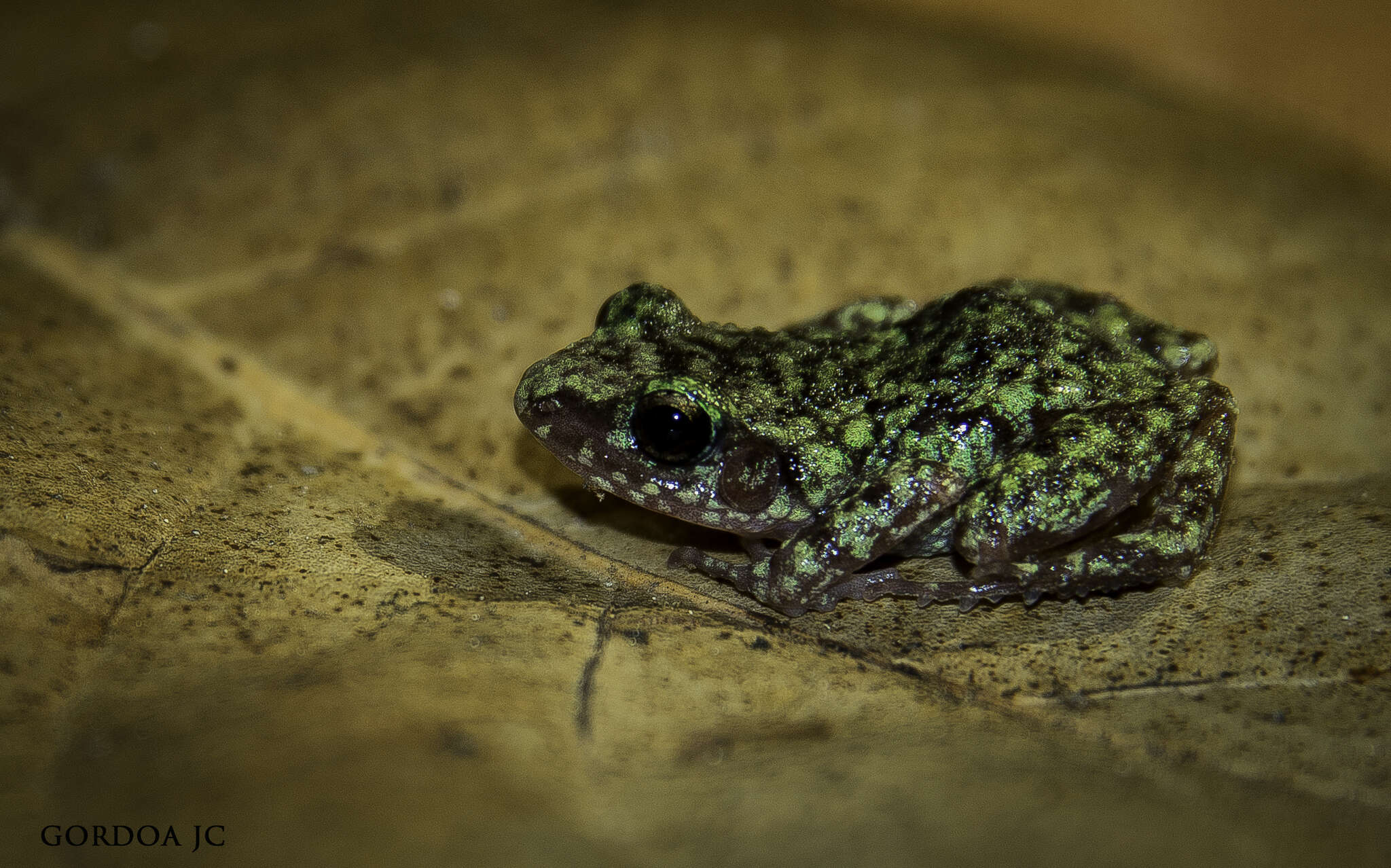 صورة Eleutherodactylus verrucipes (Cope 1885)