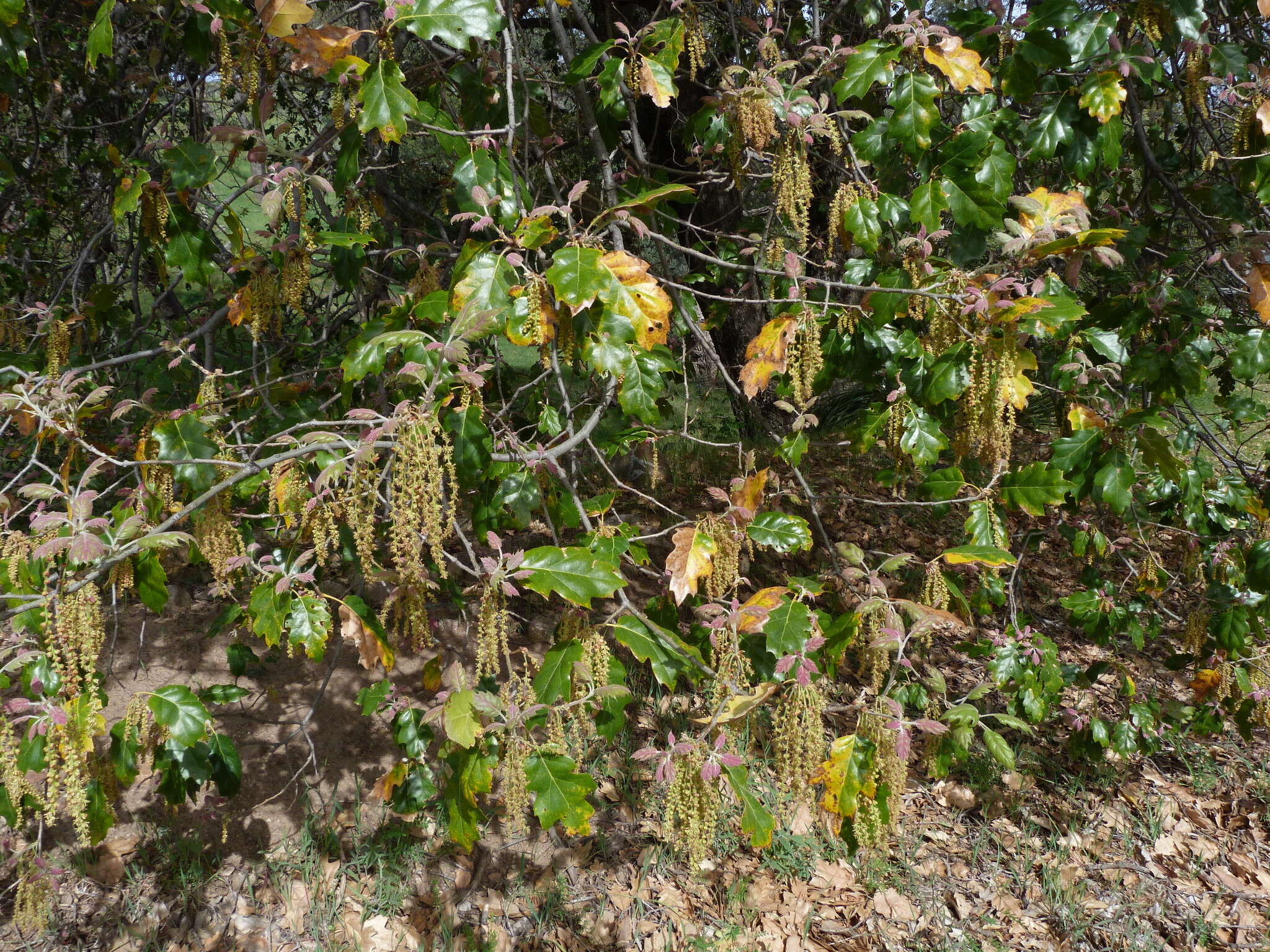 Image of hybrid oak