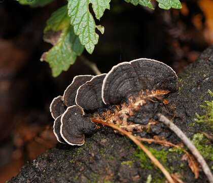 صورة Coriolopsis brunneoleuca (Berk.) Ryvarden 1972