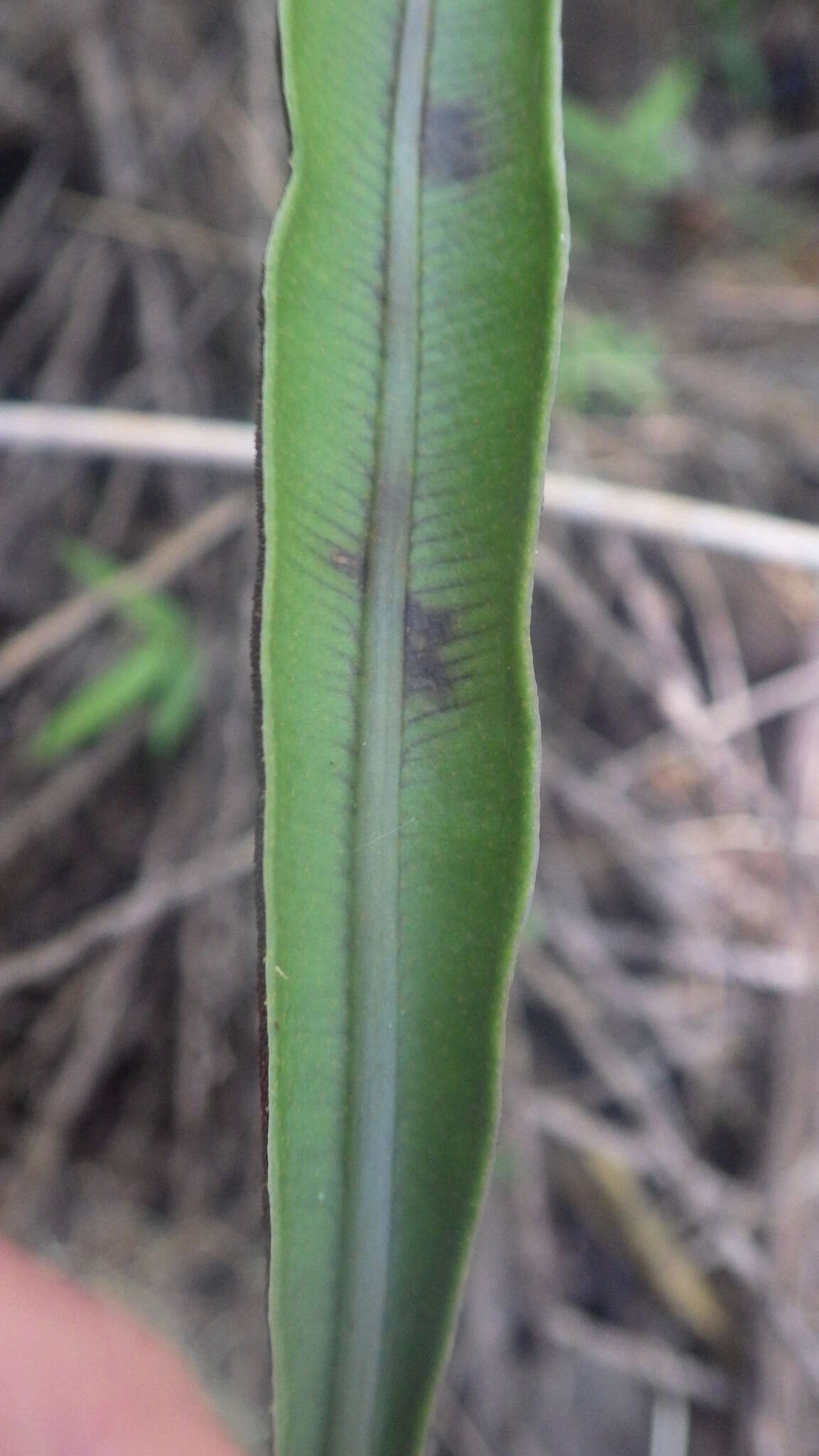 Plancia ëd Elaphoglossum conforme (Sw.) Schott