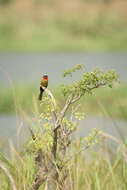 Image of Merops bulocki frenatus Hartlaub 1854