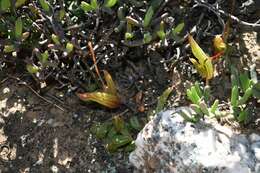 Image of Bulbine diphylla Schltr. ex Poelln.