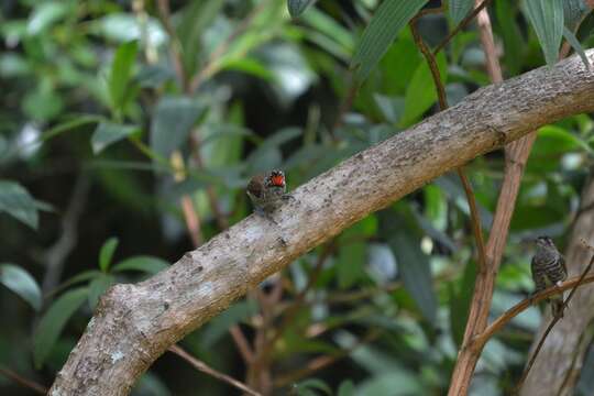 Image of White-barred Piculet