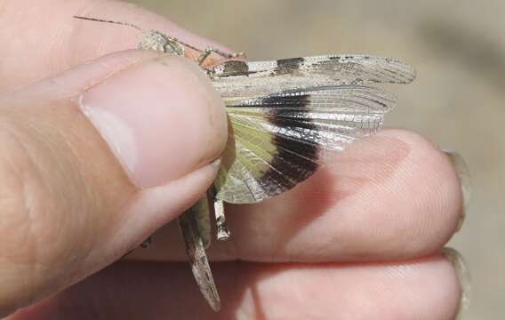 Image of Groove-headed Grasshopper